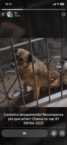 Cachorra desaparecida no Aura