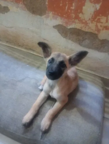 Doaçao de cachorra mestiça border collie com belga malinois