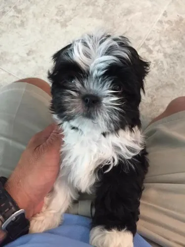 Shih Tzu Filhotinho procurando alguém para se apaixonar por ele