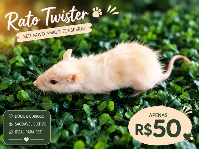 Filhotes de rato Twister Albino!
