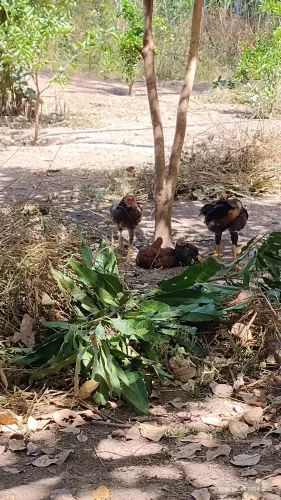 Terreno zona rural de Teresina (sudeste)