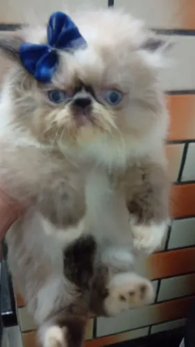 Gato Persa 