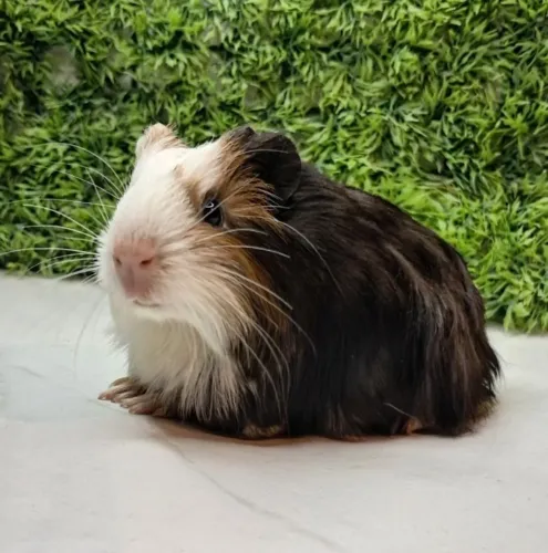 Porquinho da india