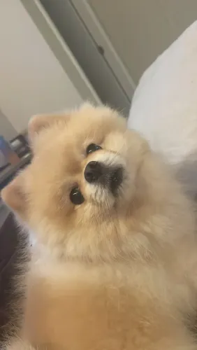 Lulu da pomeranea com 50 dias vacinado