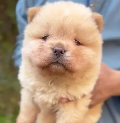 Filhotes de Chow Chow | Filhotes alegres e afetuosos.