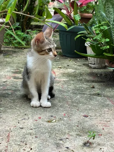 Gatos filhotes para adoção responsável 
