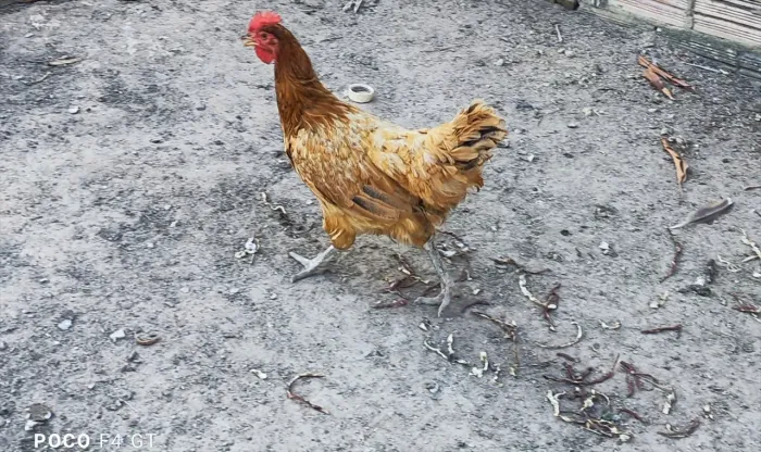 GALINHA CAIPIRA 