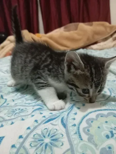 Gatinhos para doação