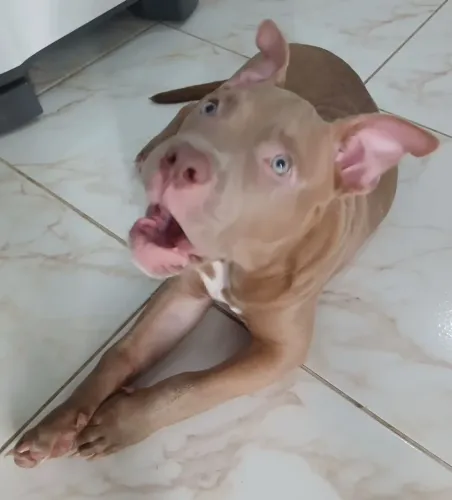 Pitbull 