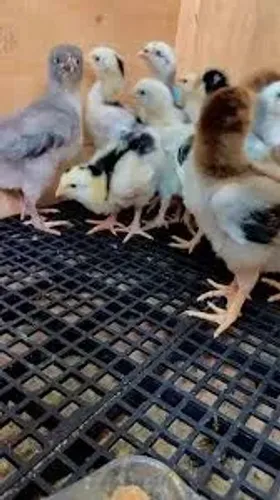 PINTINHOS DE RAÇA