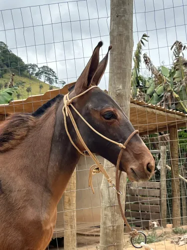 Burro vai faser 5 meses de idade lindo de morfologia extra de sela 