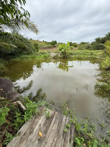 Sítio para Venda em Flexeiras, Zona Rural, 3 dormitórios, 1 banheiro