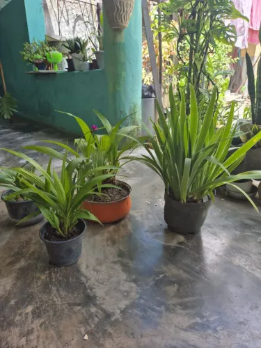 Vendo Orquídea Lilás 