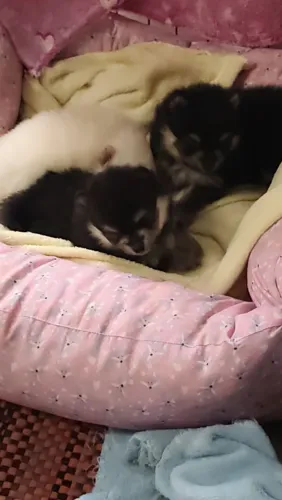 Lulu da Pomerânia
