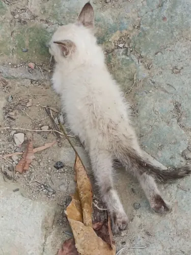 Adoção