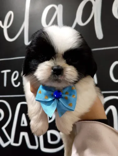 Seu próximo companheiro pode ser shitzu