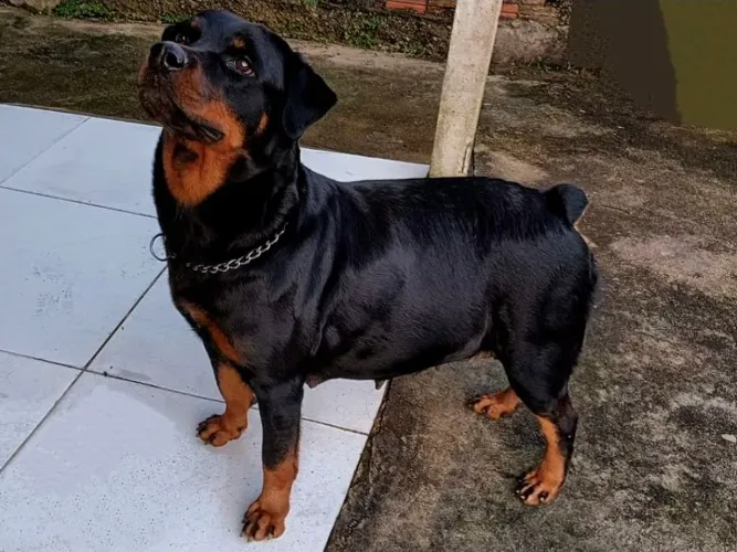 Filhotes rottweiler 