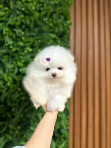 Filhotes de Lulu da Pomerania 