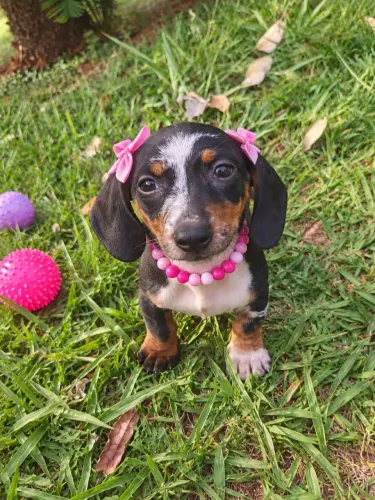 Daschund Salsichinha