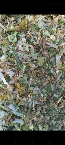 Silagem de milho ensacada 100% grão