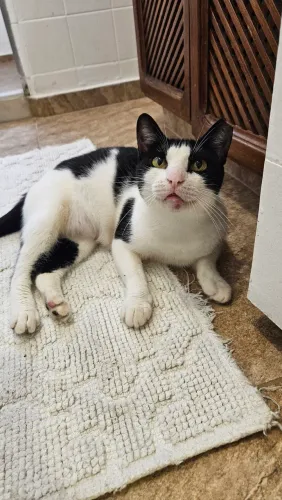 Gatinha amorosa para adoção