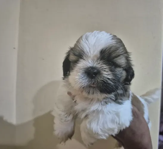 Lindos machinhos de shih tzu