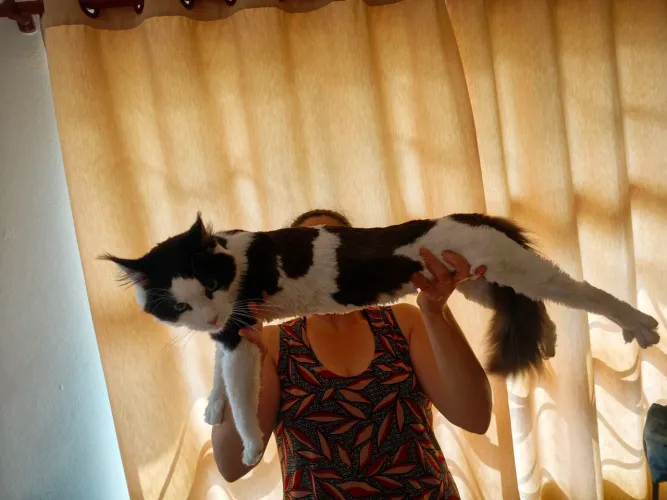 Maine Coon Gato gigante