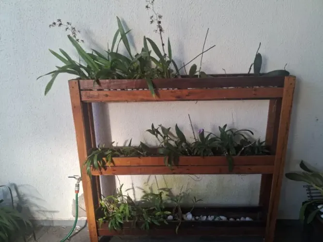 Orquídeas