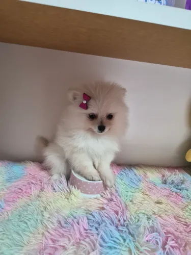 Filhotes Spitz Alemão anão