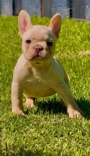 Bulldog Francês, filhote Fêmea, lindíssima, Canil O'malley Bull's