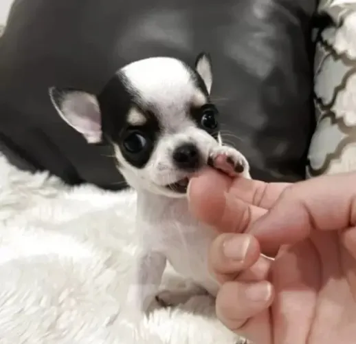 Bebezinho Chihuahua de linhagem selecionada e saudável