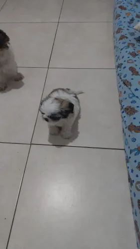 Cachorro
