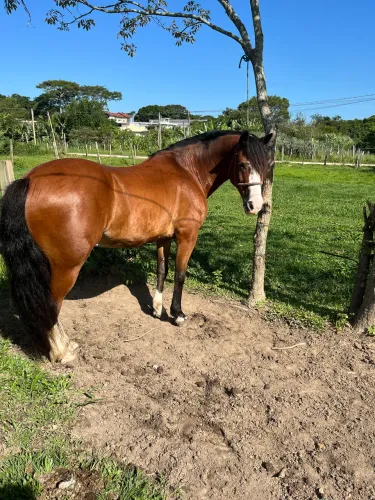 Cavalo crioulo