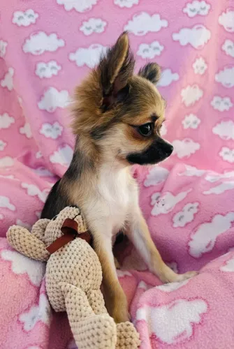 Chihuahua