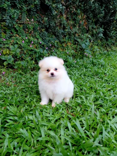 VENDE-SE MACHO de Lulu da pomerânia anão