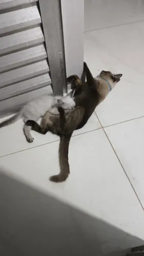 Adoção Gatinha siamesa 