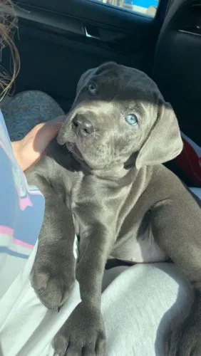 Amor de pet Cane corso de ppp procedência parcelo