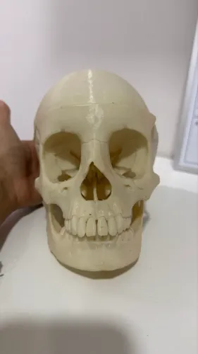 Crânio Humano Adulto Impressão 3D - Anatomia Humana