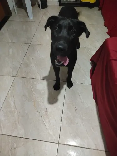 Cachorro para doação