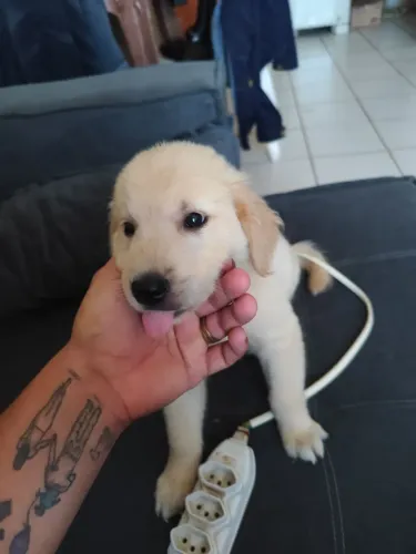 Golden Retriever 
