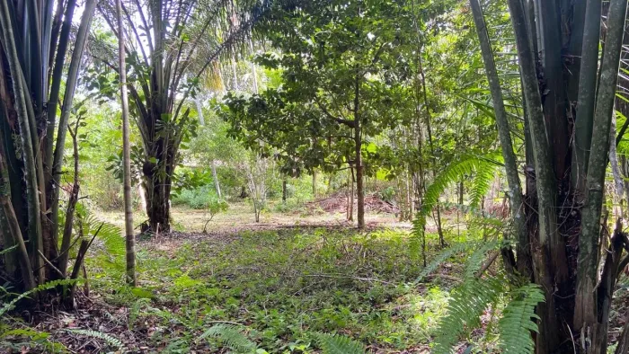 TERRENO À VENDA NA PRAIA DA PEDRA BRANCA - COTIJUBA