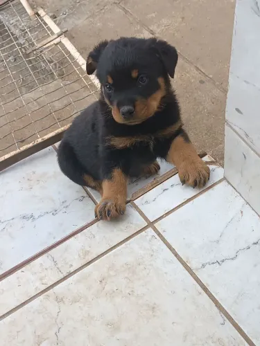 Filhotes de Rottweiler