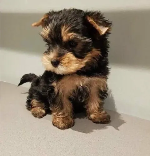Yorkshire Terrier Macho e Fêmea Disponíveis