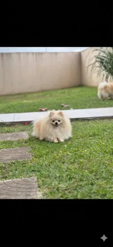 Procuro namorado spitz 