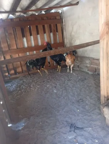 Vendo dos frango e uma galinha