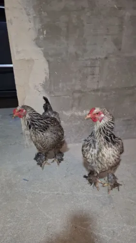 Galinha brahma dark(200 reais cada)