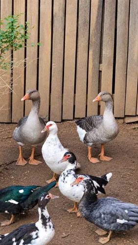 Casal de gansos