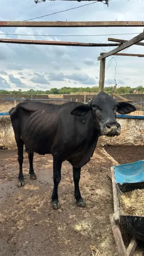 Vaca