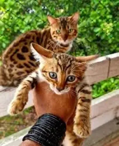 Bengal