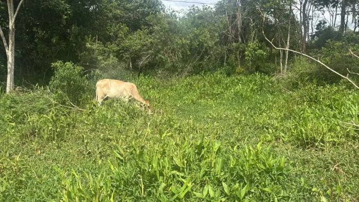 Chácaras com água no fundo em Rio Manso